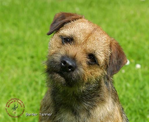 Border Terrier 9W009D-127.JPG